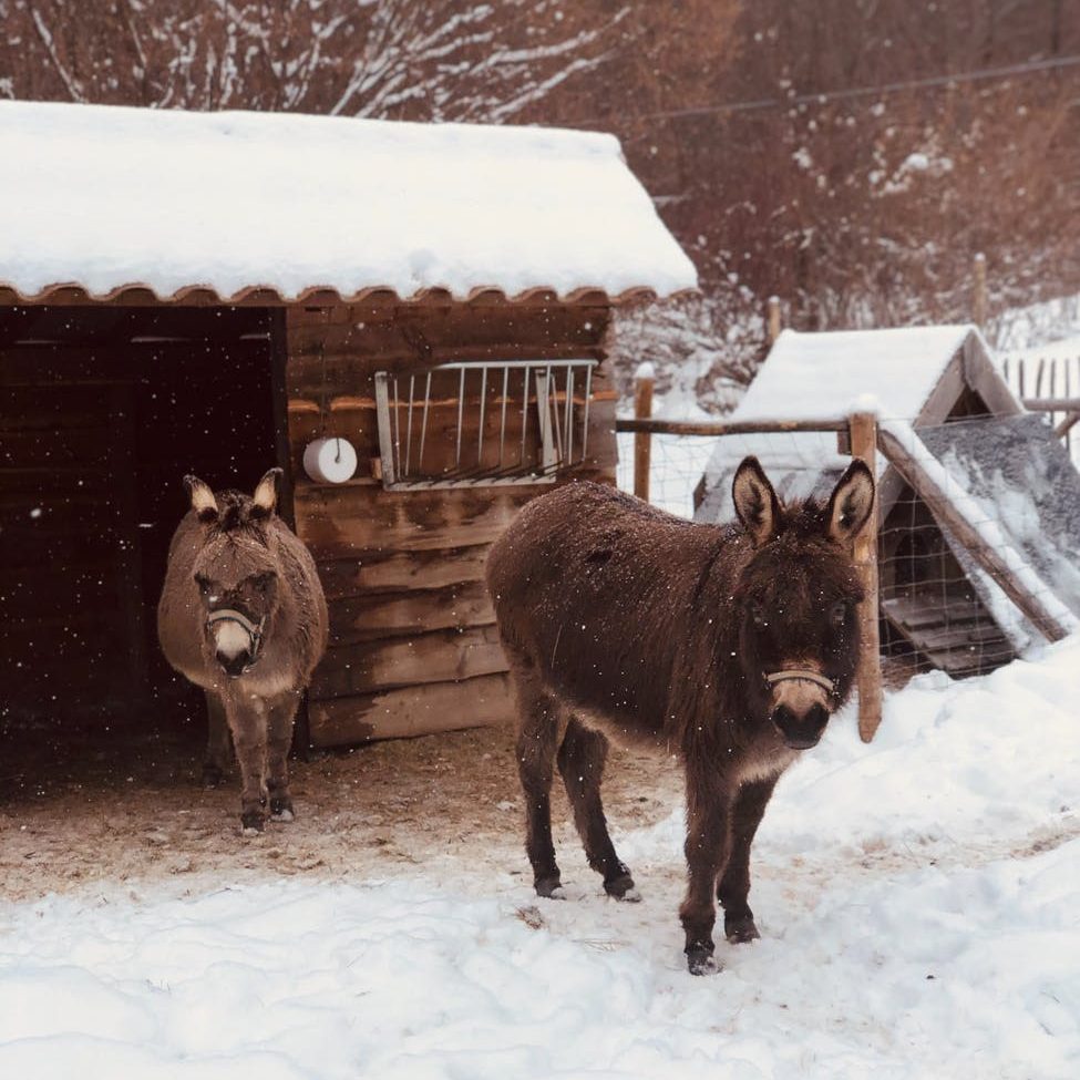Donkeys in the snow