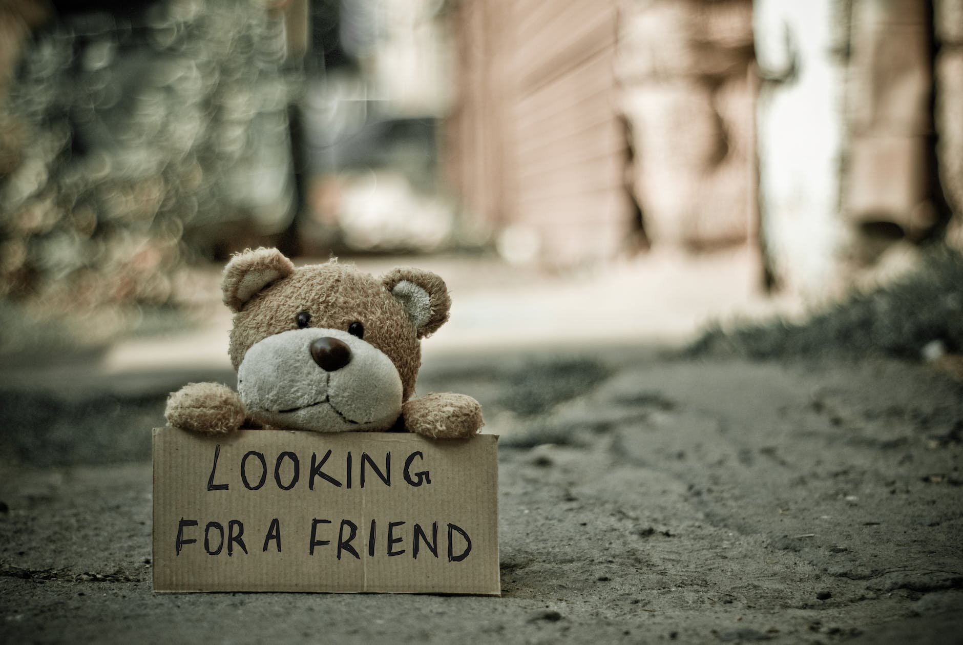 Teddy bear with sign that says looking for a friend
